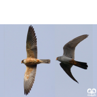 گونه شاهین پاسرخ Red-footed Falcon